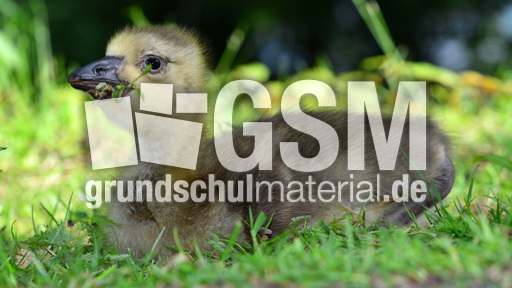 Kanadagansküken (9).jpg